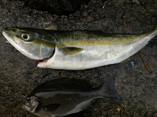 クチブトグレの釣果