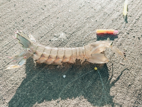 シャコの釣果