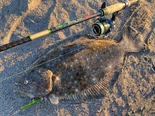 ヒラメの釣果