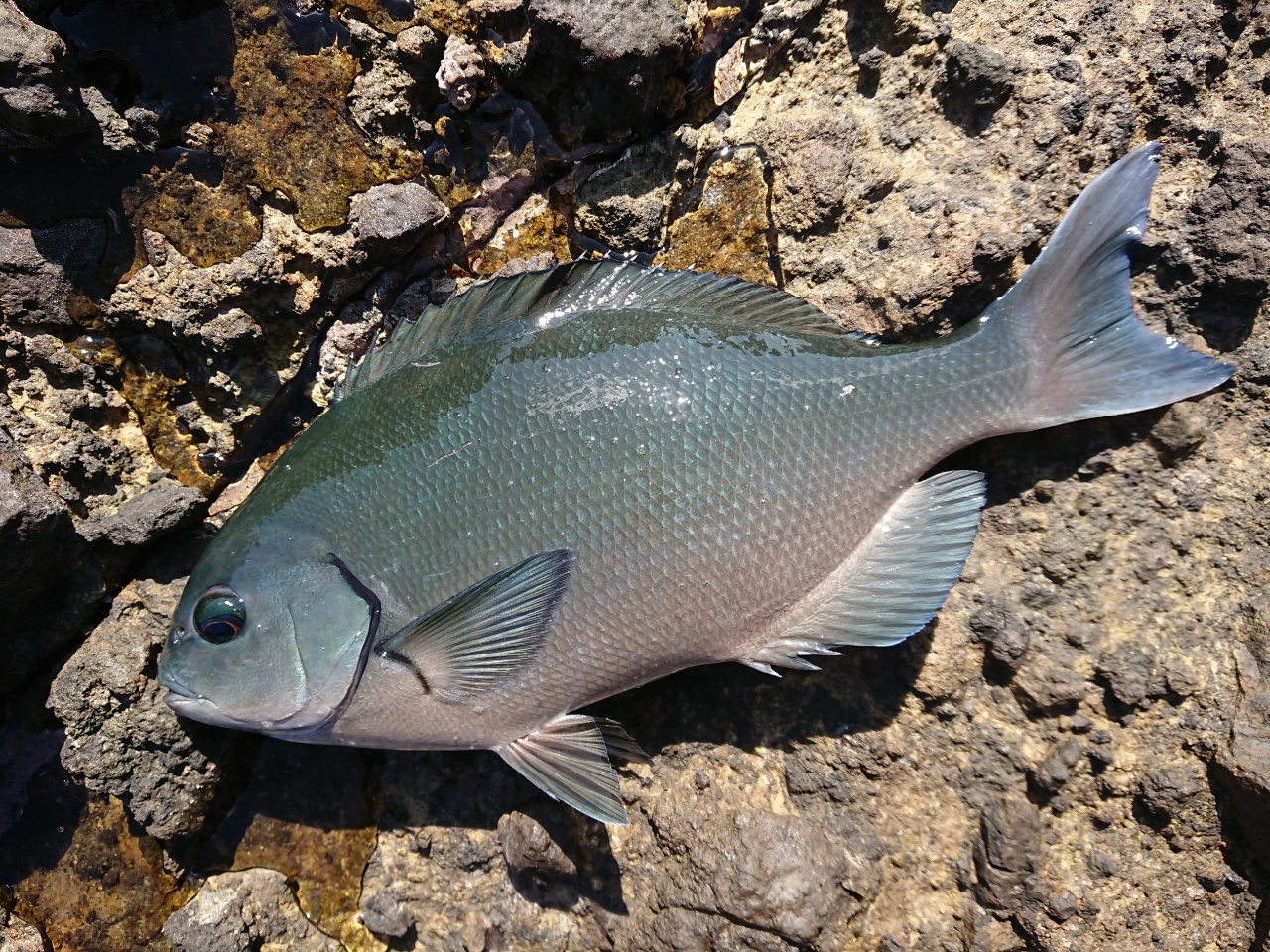 クチブトグレ