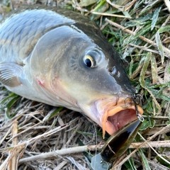 コイの釣果