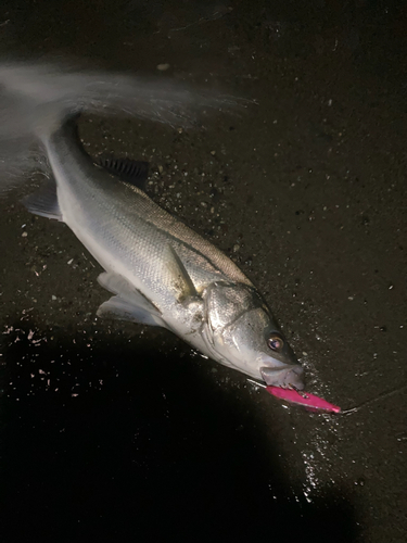 スズキの釣果