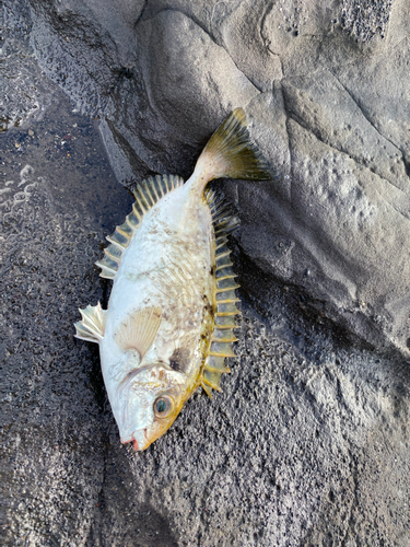 アイゴの釣果