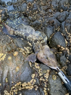 アブラコの釣果