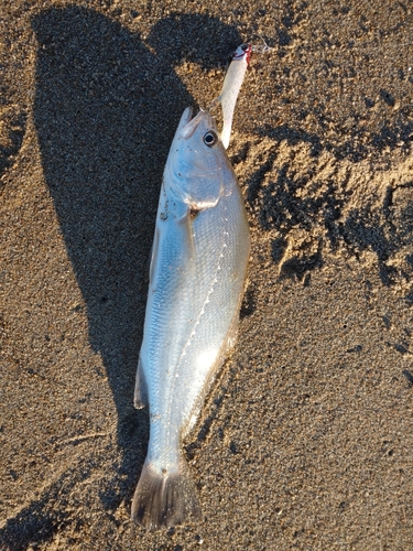 ニベの釣果