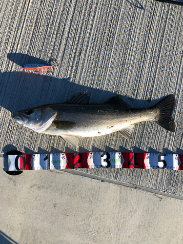 シーバスの釣果