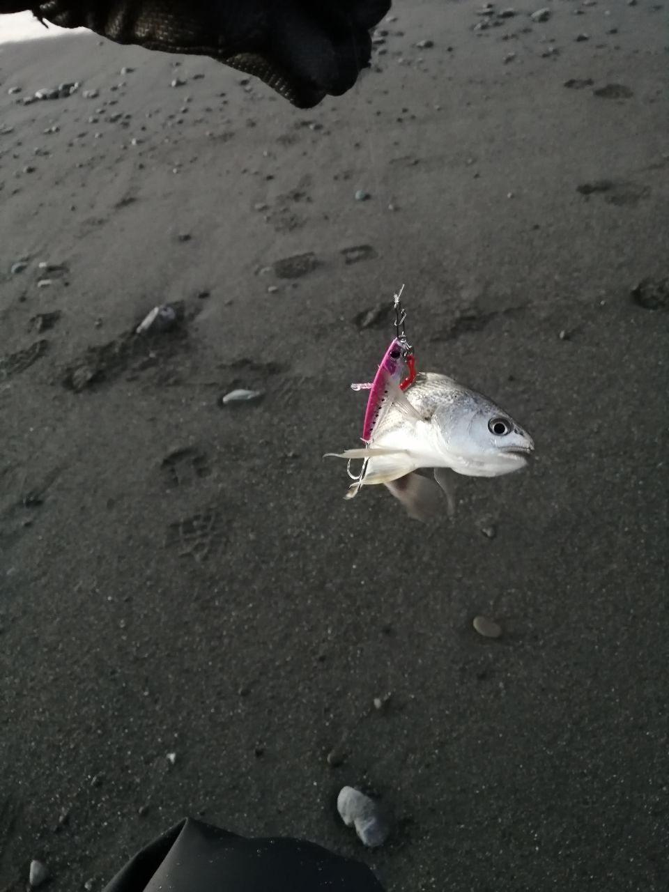 ヒラメ