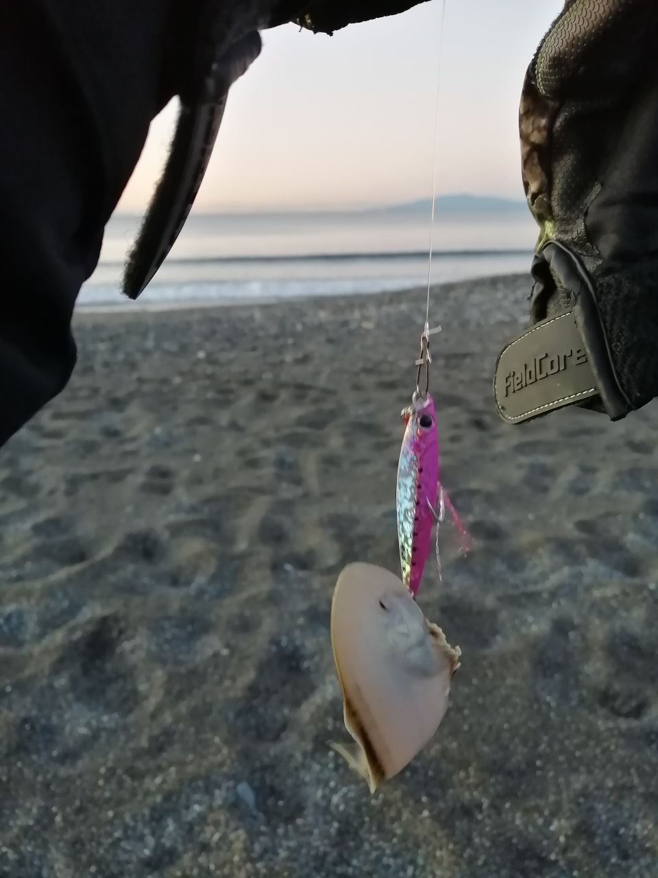 ヒラメ