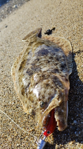 ヒラメの釣果