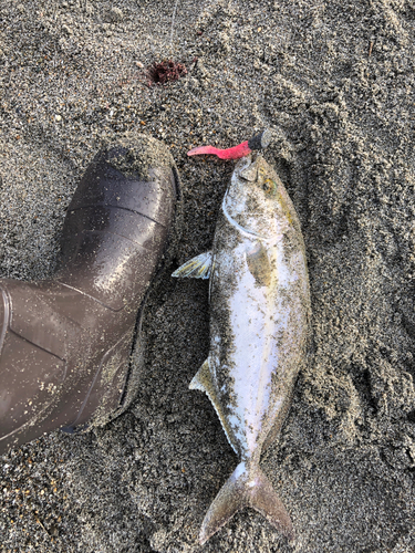 ショゴの釣果