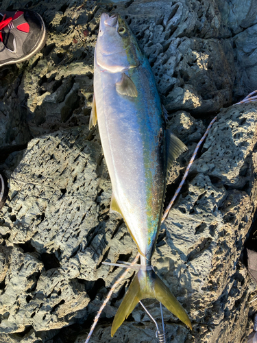 ハマチの釣果