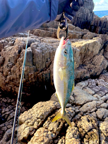 イナダの釣果