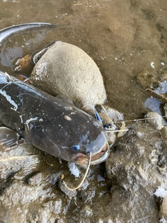 ナマズの釣果