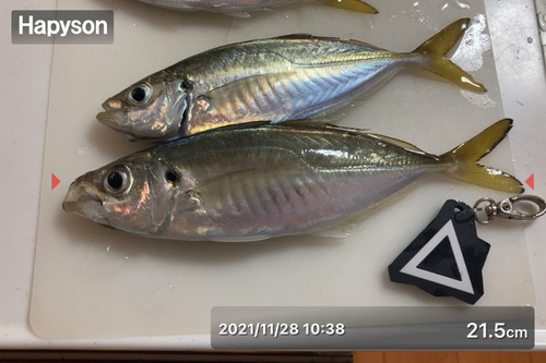 アジの釣果