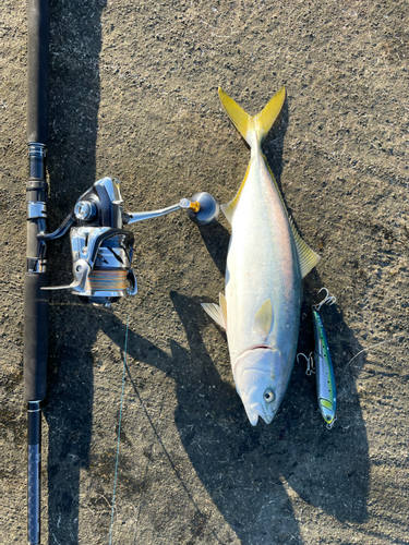 イナダの釣果