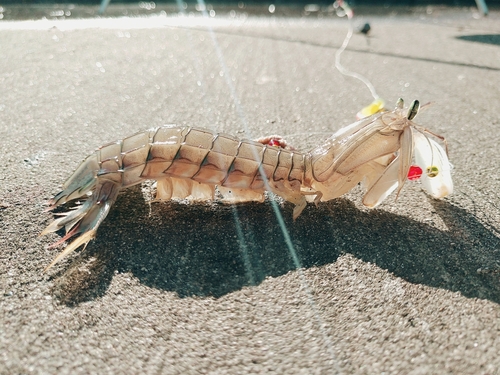 シャコの釣果