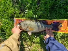 ブラックバスの釣果