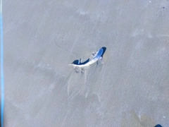 サメの釣果