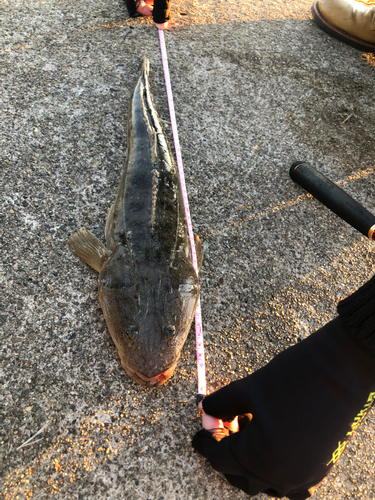 マゴチの釣果