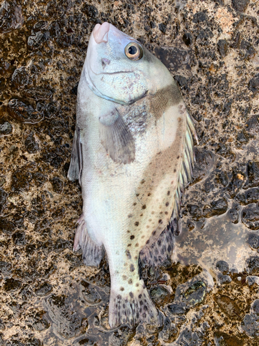 コショウダイの釣果