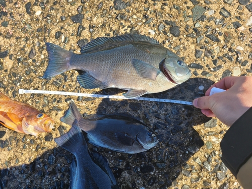 クロメジナの釣果