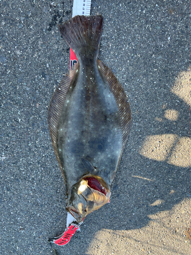 ヒラメの釣果