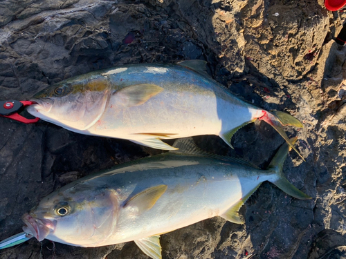 ヒラマサの釣果