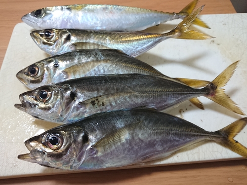 アジの釣果