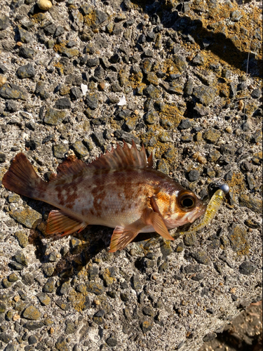 メバルの釣果