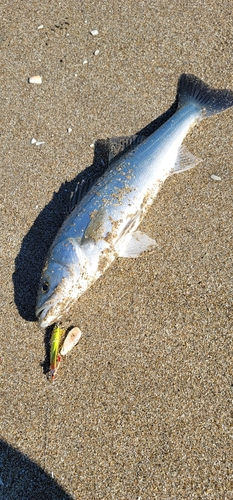 フッコ（マルスズキ）の釣果