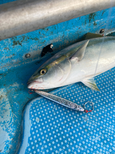 イナダの釣果