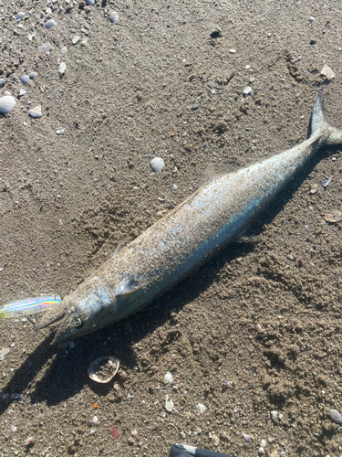 サワラの釣果