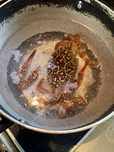 ワタリガニの釣果