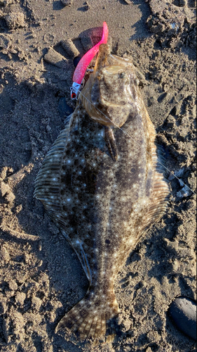 ヒラメの釣果