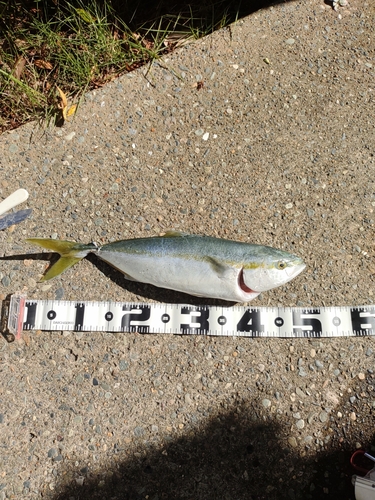 イナダの釣果