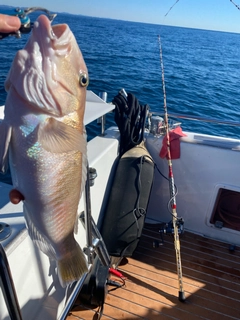 シロアマダイの釣果