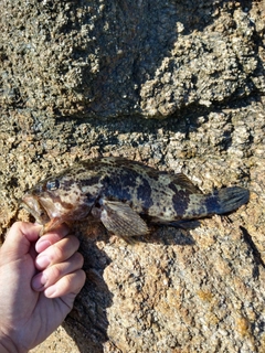 タケノコメバルの釣果