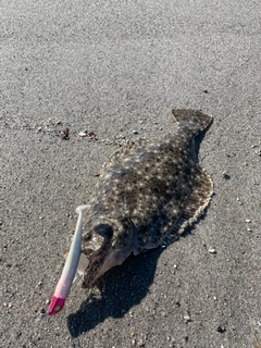 ソゲの釣果