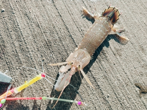 シャコの釣果