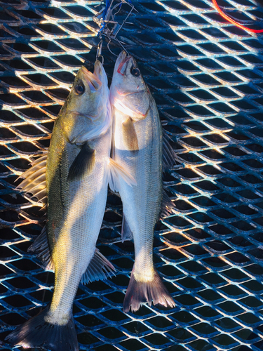 スズキの釣果