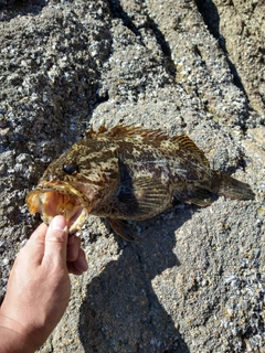 タケノコメバルの釣果