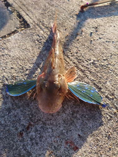 ホウボウの釣果