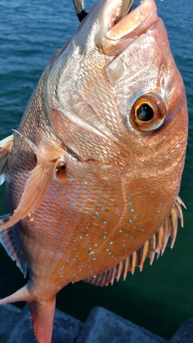 タイの釣果