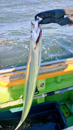 タチウオの釣果