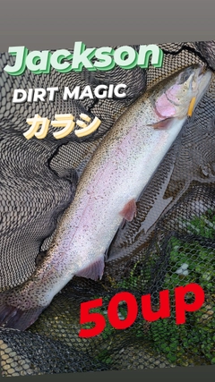 ニジマスの釣果
