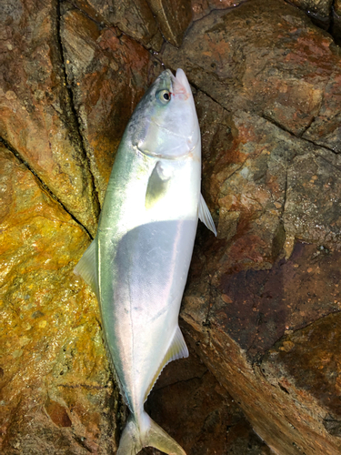 ヤズの釣果