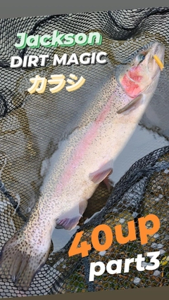 ニジマスの釣果
