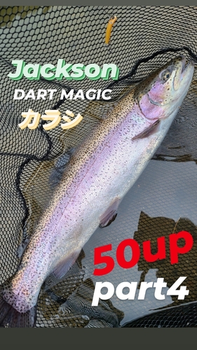 ニジマスの釣果