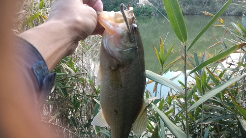 ブラックバスの釣果