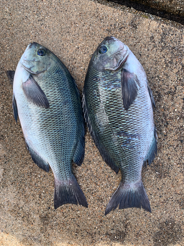 チヌの釣果